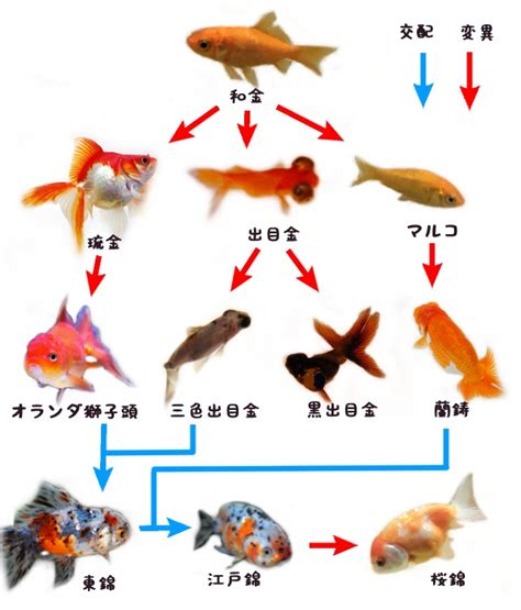 金魚種類 品種 預言中國